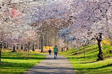 branch brook park webcam|Find Out When To See The Cherry Blossoms at This NJ Park